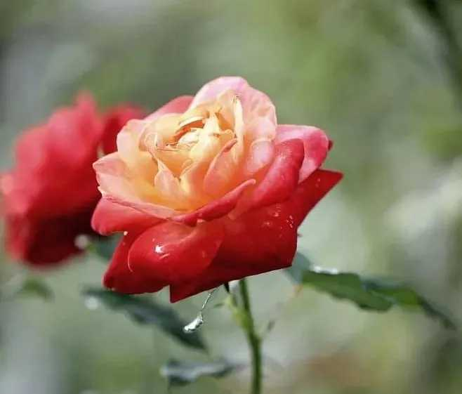 1682511345804503.png 图片18.png